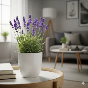 tanaman lavender